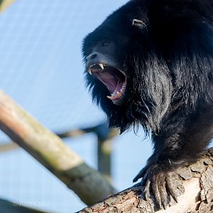 Black howler monkey : Hamerton : 31 Dec 2014