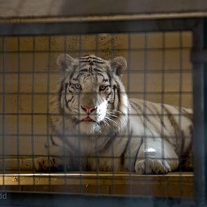 White tiger : Hamerton : 31 Dec 2014