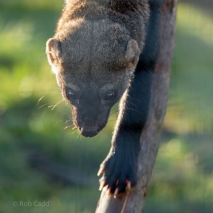 Tayra : Hamerton : 31 Dec 2014