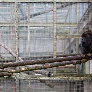 Black-and-gold howler monkey : Twycross : 31 Oct 2014