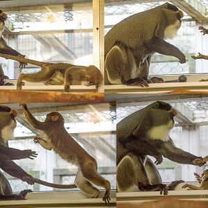 De Brazza's monkey : Twycross : 31 Oct 2014