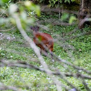 Red Duiker