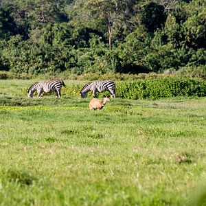 Warthog, Zebra and Bushbuck