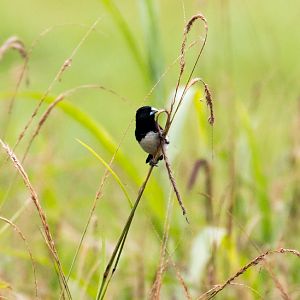 Black-and-White Mannikin