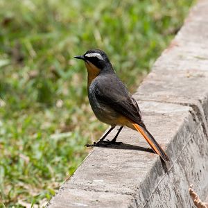 Cape Robin-chat