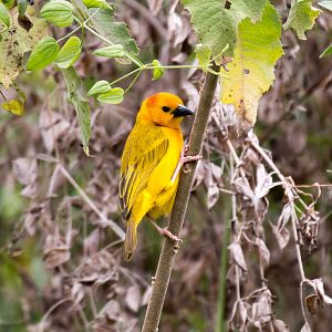 Golden Taveta Weaver