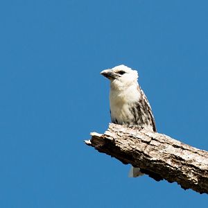 White-headed Barbet