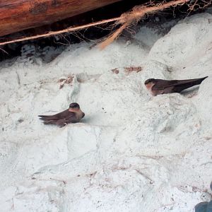 Rock Martins