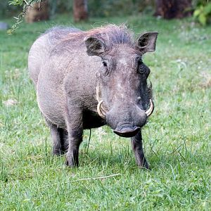 Warthog