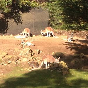 Macropods at the SF Zoo