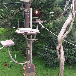 5 species of lemur in one shot