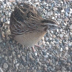 Japanese Quail, 24th January 2015