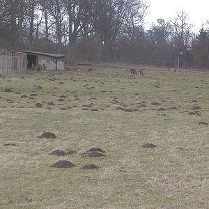 Don't talk to me about moles....., 25th January 2015