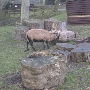 Bramble seems to be chewing the wood, 25th January 2015