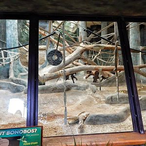 Oct. 2014 - Primates of the World - Apes of Africa - Indoor Bonobo Exhibit
