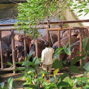 Keeper and Hippos