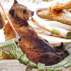 Oct. 2014 - North America - Grizzly Bear