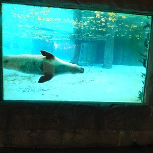 Oct. 2014 - North America - Harbor Seal Underwater Viewing