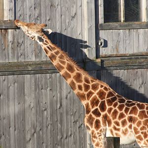 Crib-chewing Giraffe? 2nd January 2015