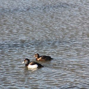Welcome intruders on Hippopotamus Lake, 2nd January 2015