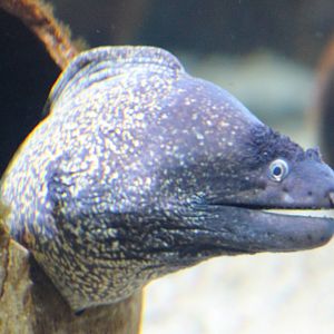Mediterannean moray eel