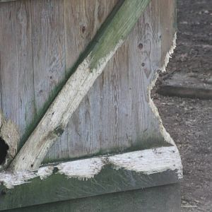 Capybaras to blame? 2nd January 2015