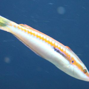 Wrasse ID