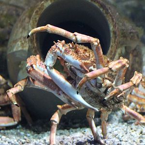 Greater spider crab