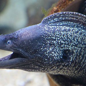 Mediterannean moray eel
