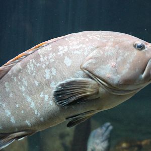 Dusky grouper