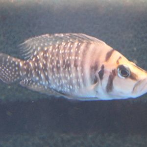 Altolamprologus species