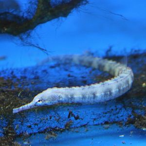 Pipefish ID