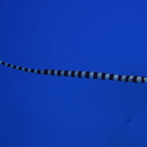 Banded pipefish
