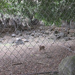 muntjac exhibit guadalajara zoo