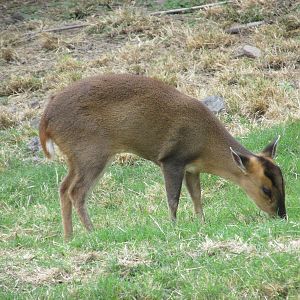 Reeves Muntjac Guadalajara Zoo