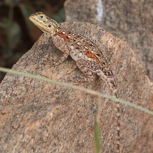 Red-headed Rock Agama female