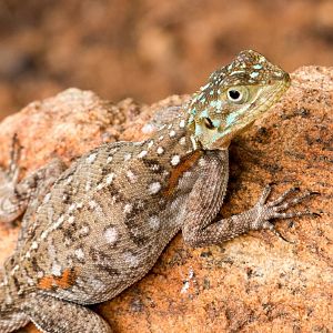 Red-headed Rock Agama female