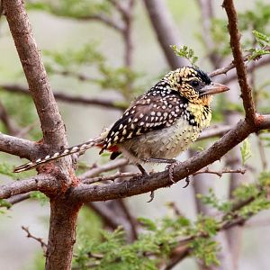 dArnauds Barbet