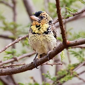 dArnauds Barbet