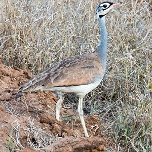 White-bellied Bustard