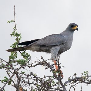 Eastern Chanting Goshawk