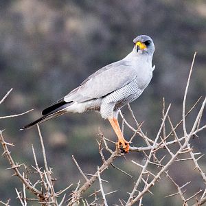 Eastern Chanting Goshawk
