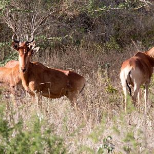 Cokes Hartebeest