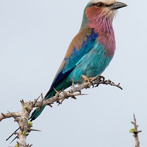Lilac-breasted Roller