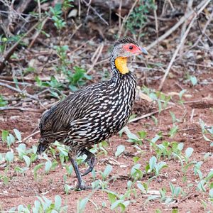 Yellow-necked Spurfowl