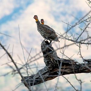 Yellow-necked Spurfowl