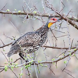 Yellow-necked Spurfowl