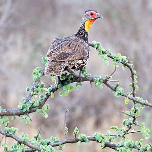 Yellow-necked Spurfowl