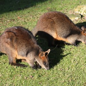 Swamp Wallabies, 2nd January 2015