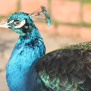 Resplendent in the sunshine, 2nd January 2015